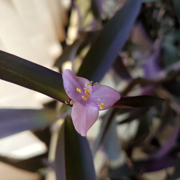 Meet your Posher, Michelle - Picture 3 of 3